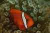 Bridled Anemonefish.jpg (138328 bytes)