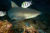 Bull Shark 01.jpg (234714 bytes)