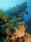 Clark's Anemonefish, Liberty Wreck.jpg (339126 bytes)