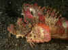 Devil Scorpionfish.jpg (390603 bytes)
