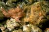 Frogfish Pair.jpg (151149 bytes)