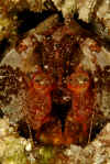 Giant mantis Shrimp.jpg (285235 bytes)