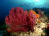Banda Coral.jpg (156805 bytes)