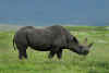 Black Rhino.jpg (241100 bytes)