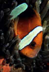 Bridled Anemonefish.jpg (67932 bytes)