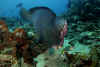 Bumphead Parrotfish.jpg (158244 bytes)
