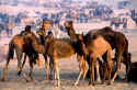Camels.jpg (107326 bytes)