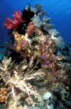 Corals.jpg (237806 bytes)