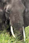Elephant Portrait.jpg (338831 bytes)