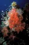 Gato Island Soft Coral.jpg (180793 bytes)
