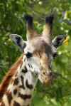 Giraffe Portrait.jpg (252738 bytes)