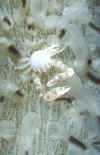 Porcelain Crab.jpg (168904 bytes)