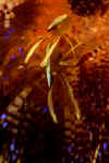 Shrimp Pair on Fire Urchin.jpg (118855 bytes)