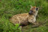 Spotted Hyena.jpg (386753 bytes)