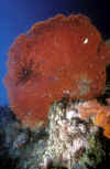 Tuble Reef Fan Coral 1.jpg (232379 bytes)