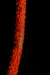 Whip Coral Goby.jpg (75968 bytes)