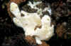 White Frogfish, Bethlehem, Dauin.jpg (421016 bytes)