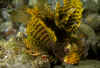 Yellow Dwarf Lionfish.jpg (237622 bytes)